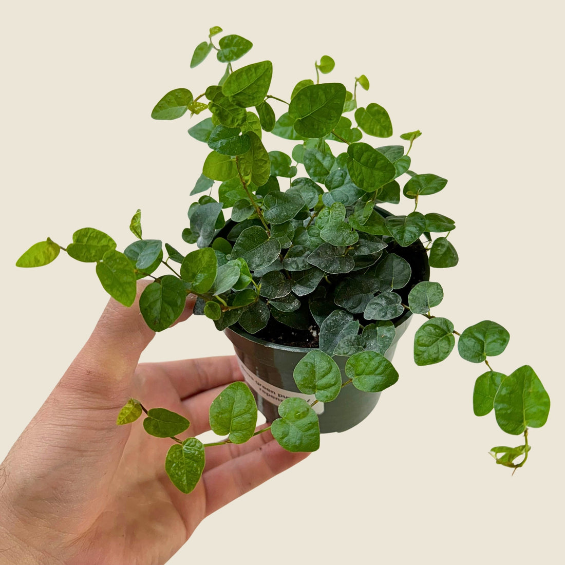4&quot; Ficus Repens Green
