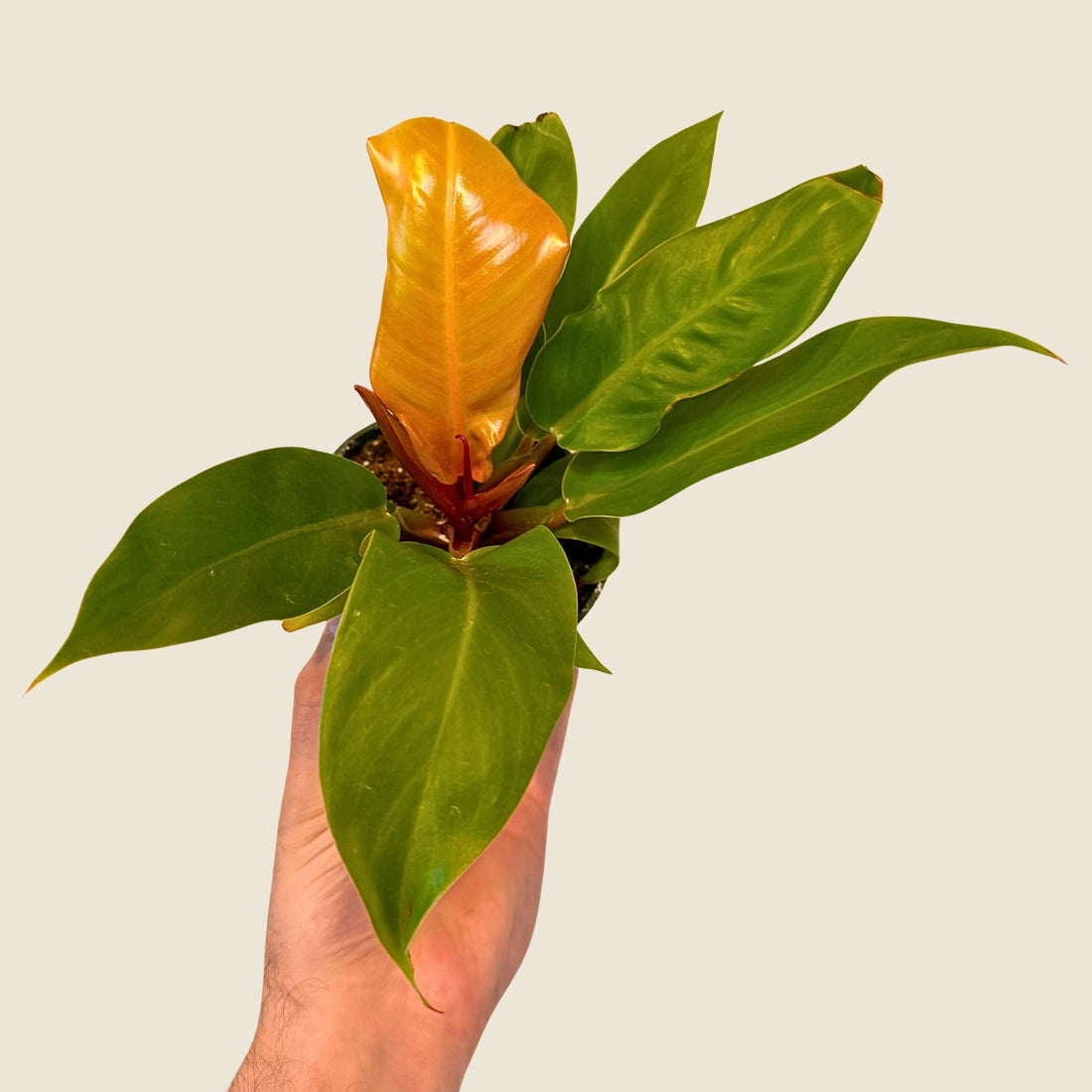4&quot; Philodendron Prince of Orange