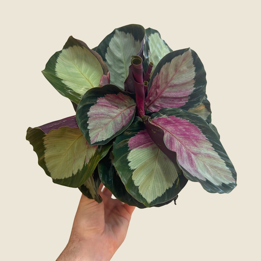 6&quot; Calathea Roseopicta &