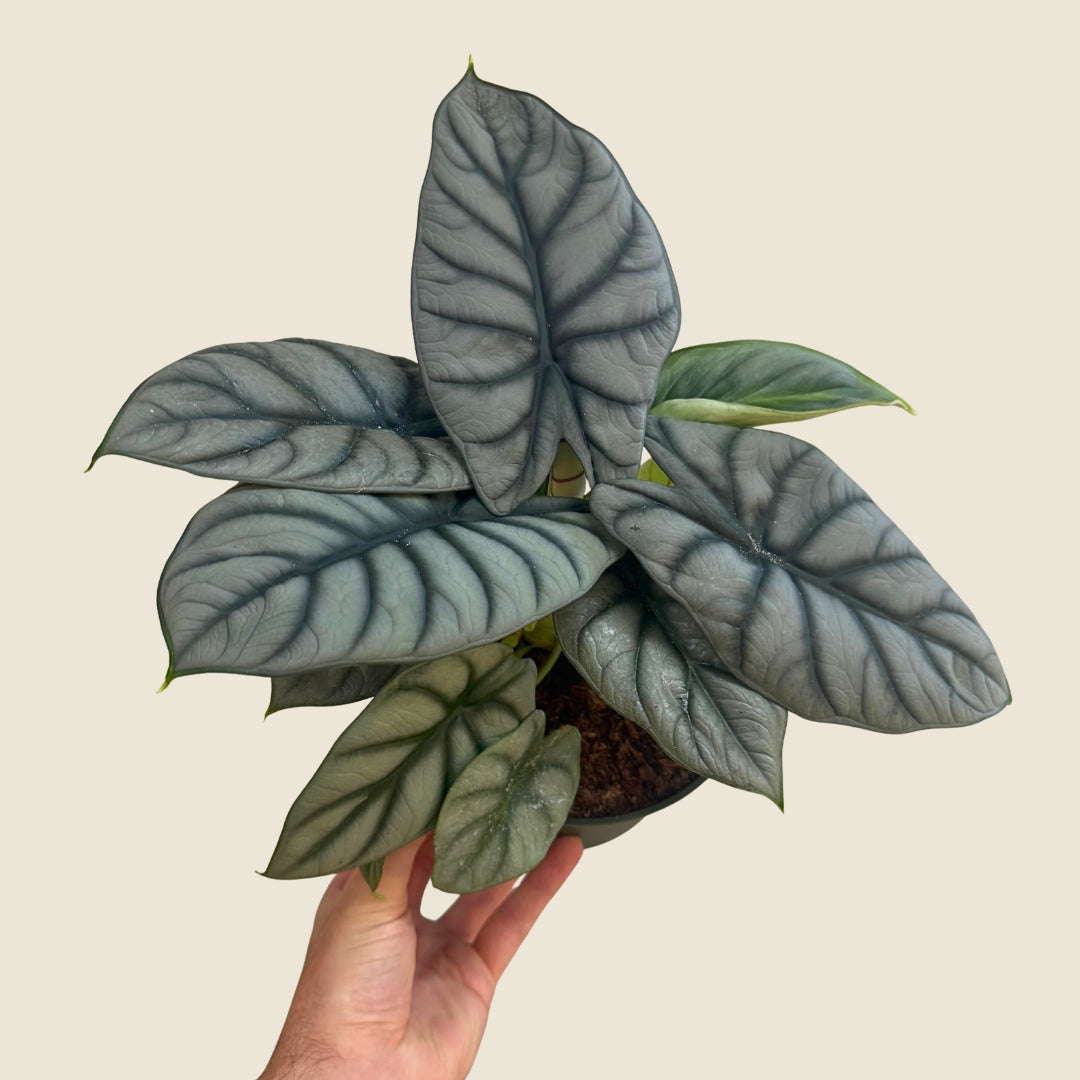6&quot; Alocasia Baginda &