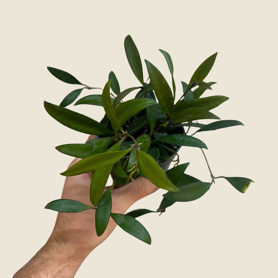 4&quot; Hoya Rosita