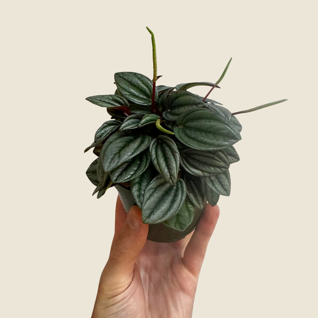 4&quot; Peperomia San Marino