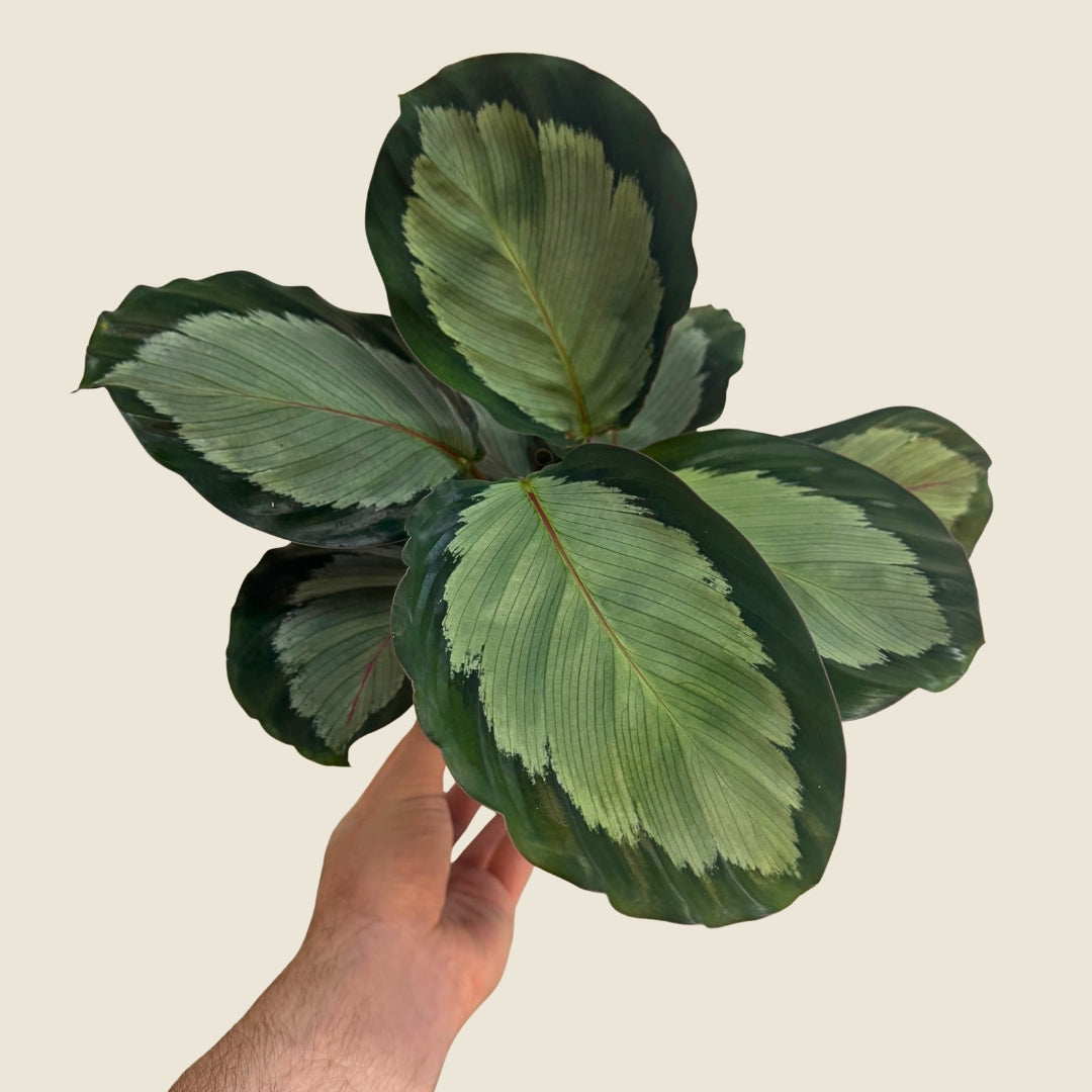 4&quot; Calathea Northern Lights