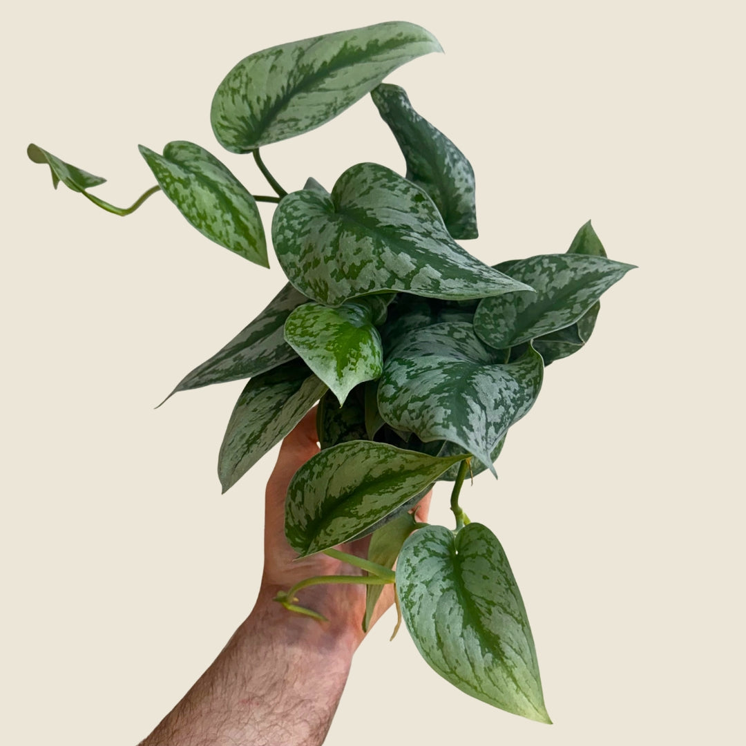 4&quot; Scindapsus Exotica &