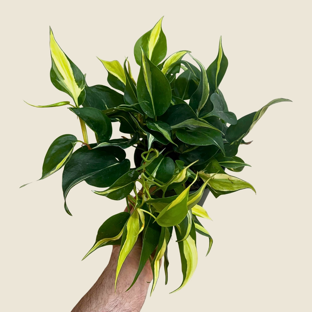 6&quot; Philodendron Silver Stripe