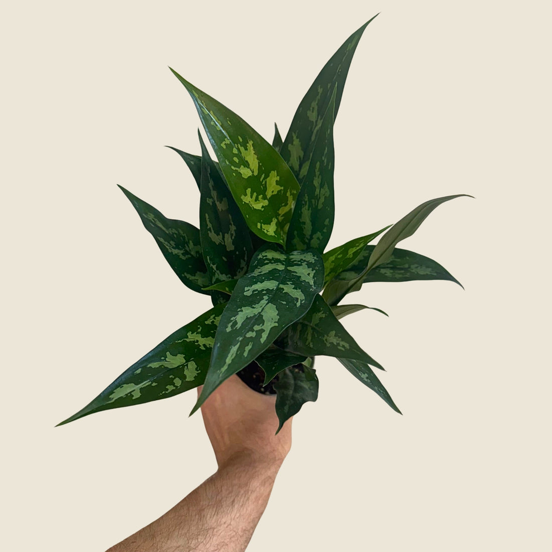 4&quot; Aglaonema Maria