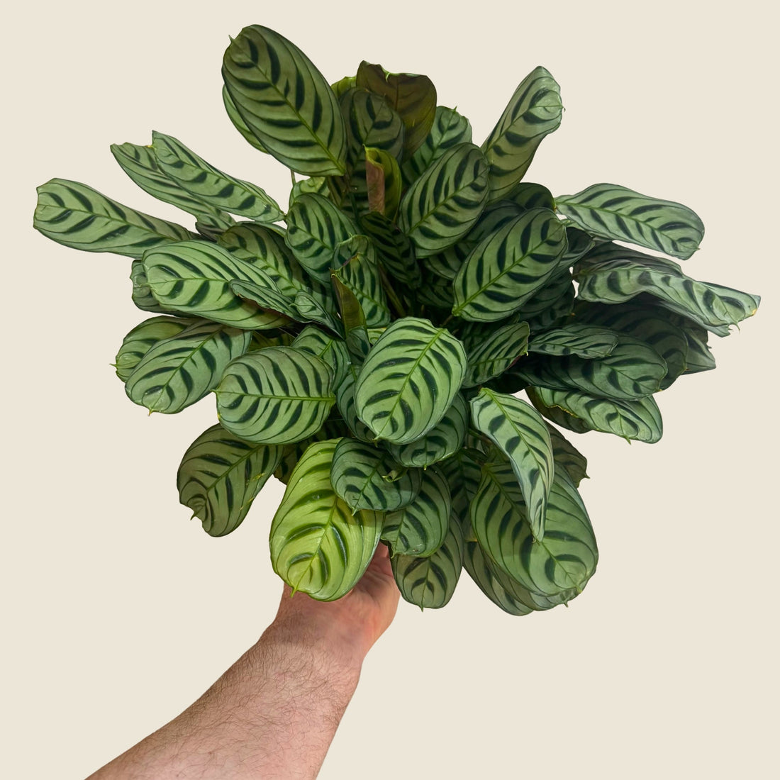 6&quot; Ctenanthe Burle-Marxii