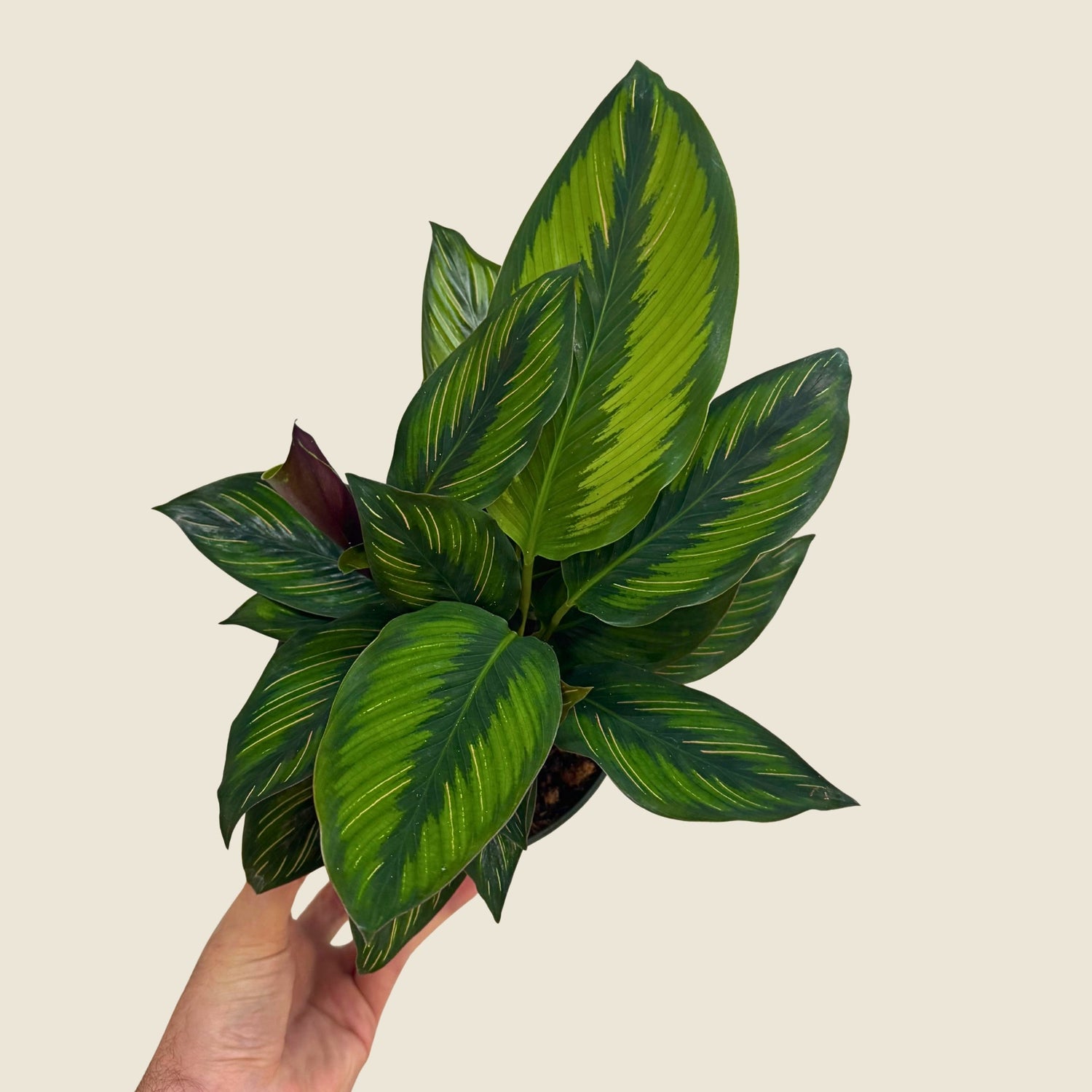 6&quot; Calathea Beauty Star