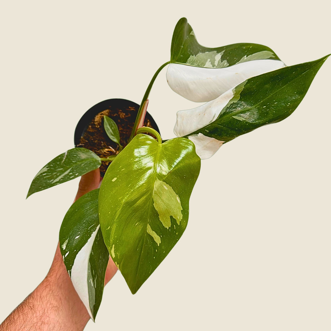 4&quot; Philodendron White Princess
