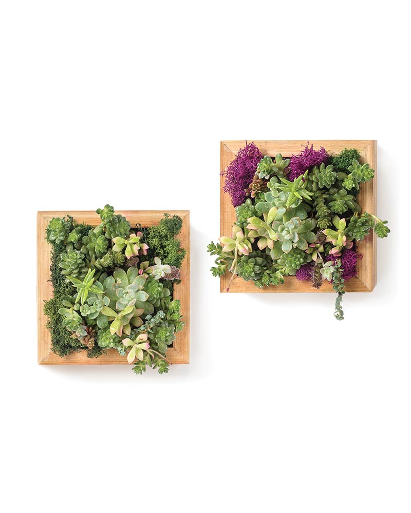 Living Frame