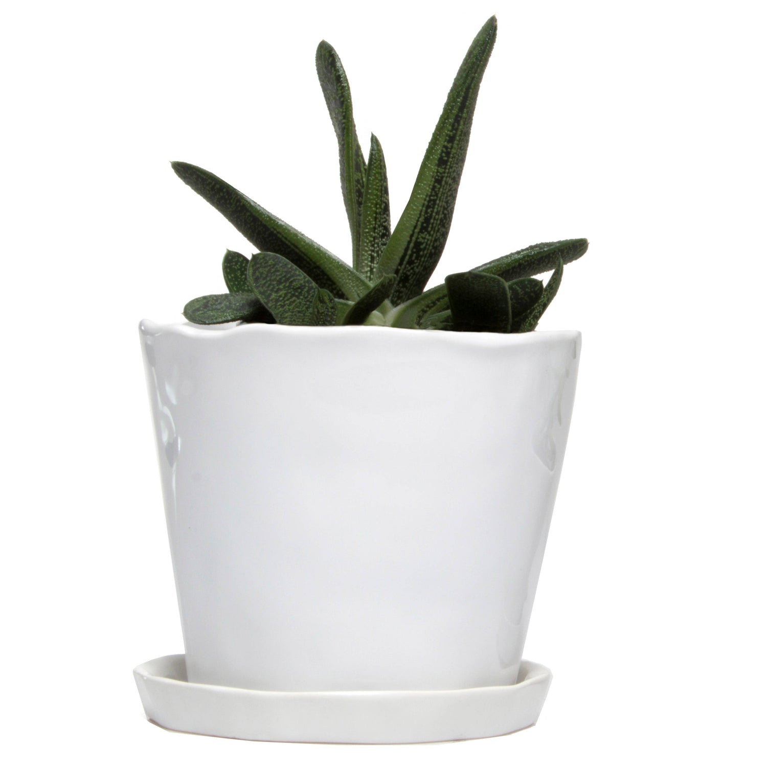 Tika 8&quot; Pot &amp; Saucer