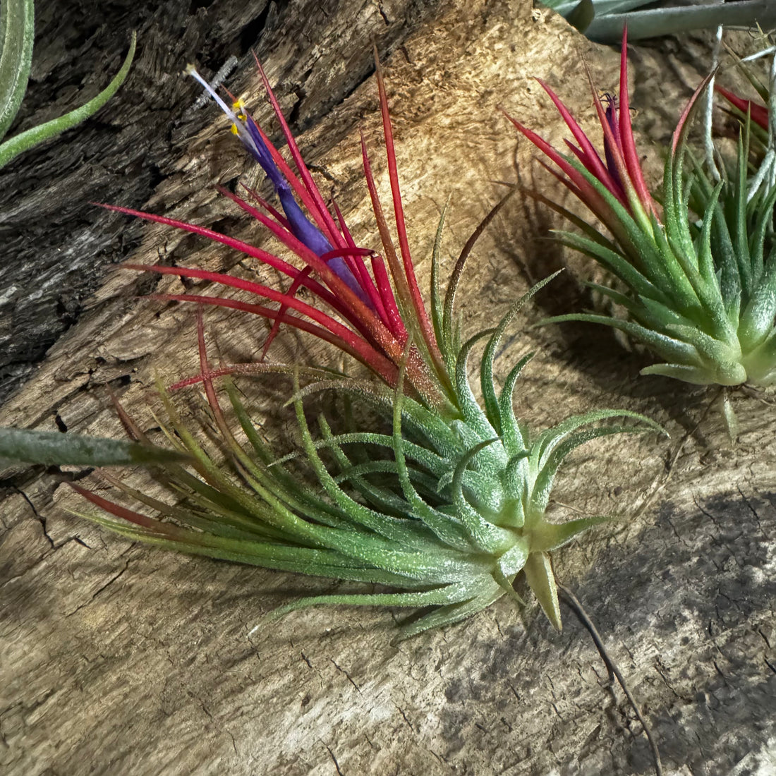 Air plants on drift wood