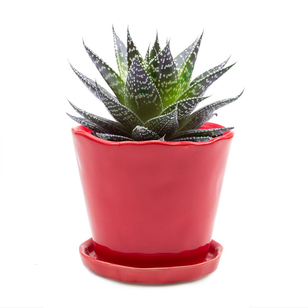 Tika 8&quot; Pot &amp; Saucer