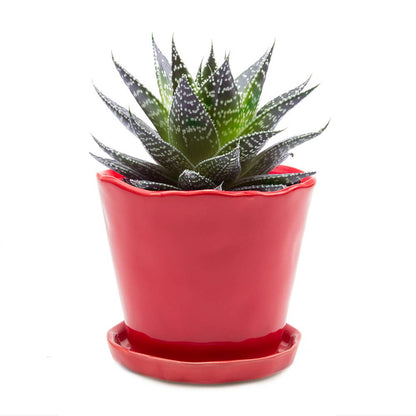 Tika 8&quot; Pot &amp; Saucer