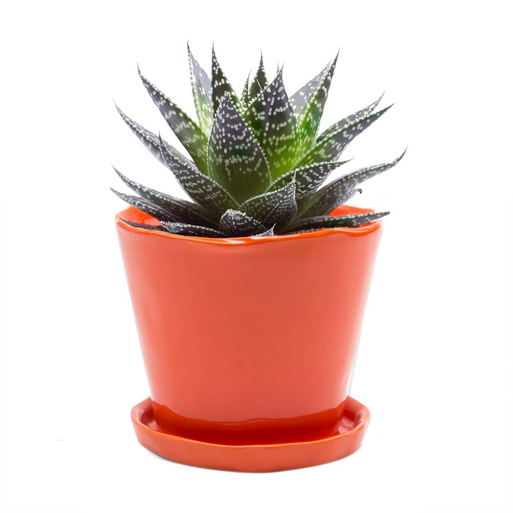 Tika 8&quot; Pot &amp; Saucer