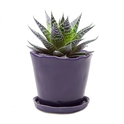 Tika 8&quot; Pot &amp; Saucer