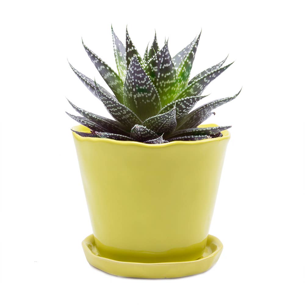 Tika 8&quot; Pot &amp; Saucer