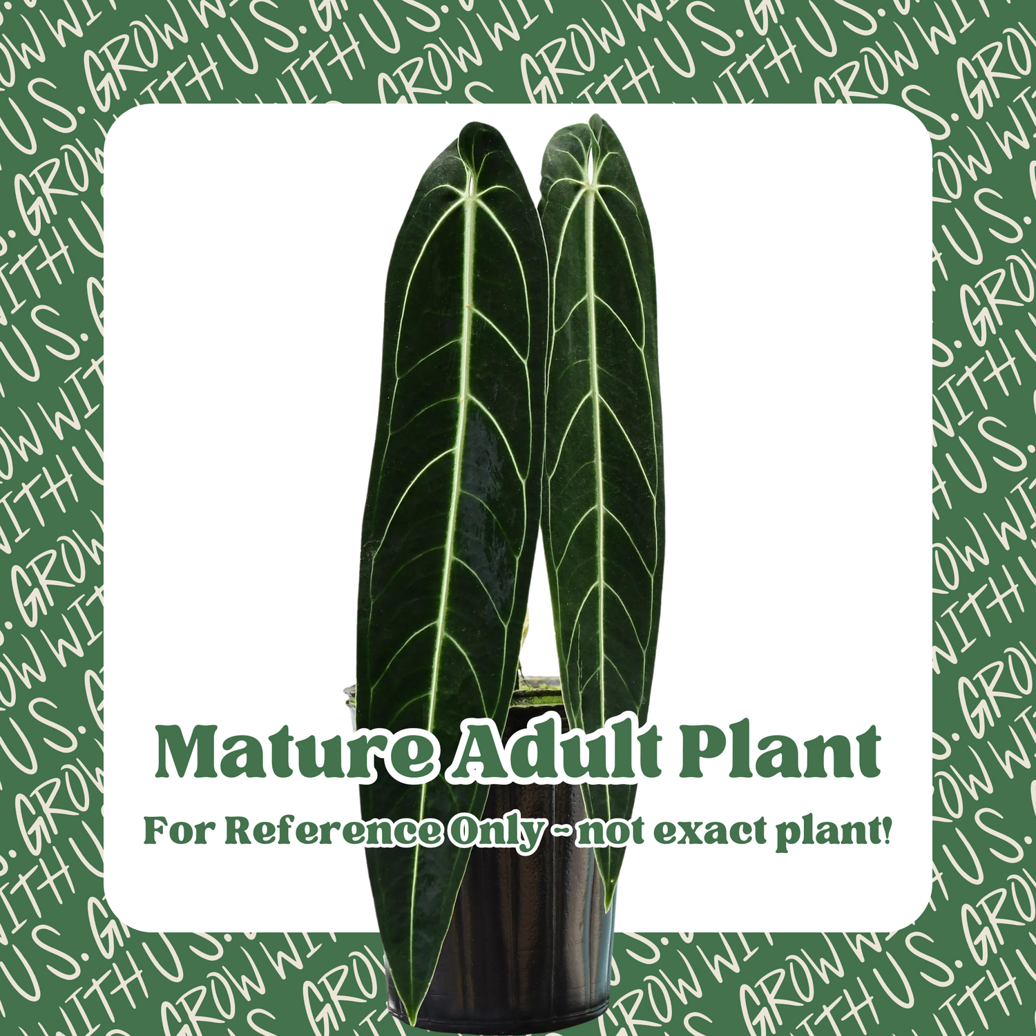 Anthurium Warocqueanum &