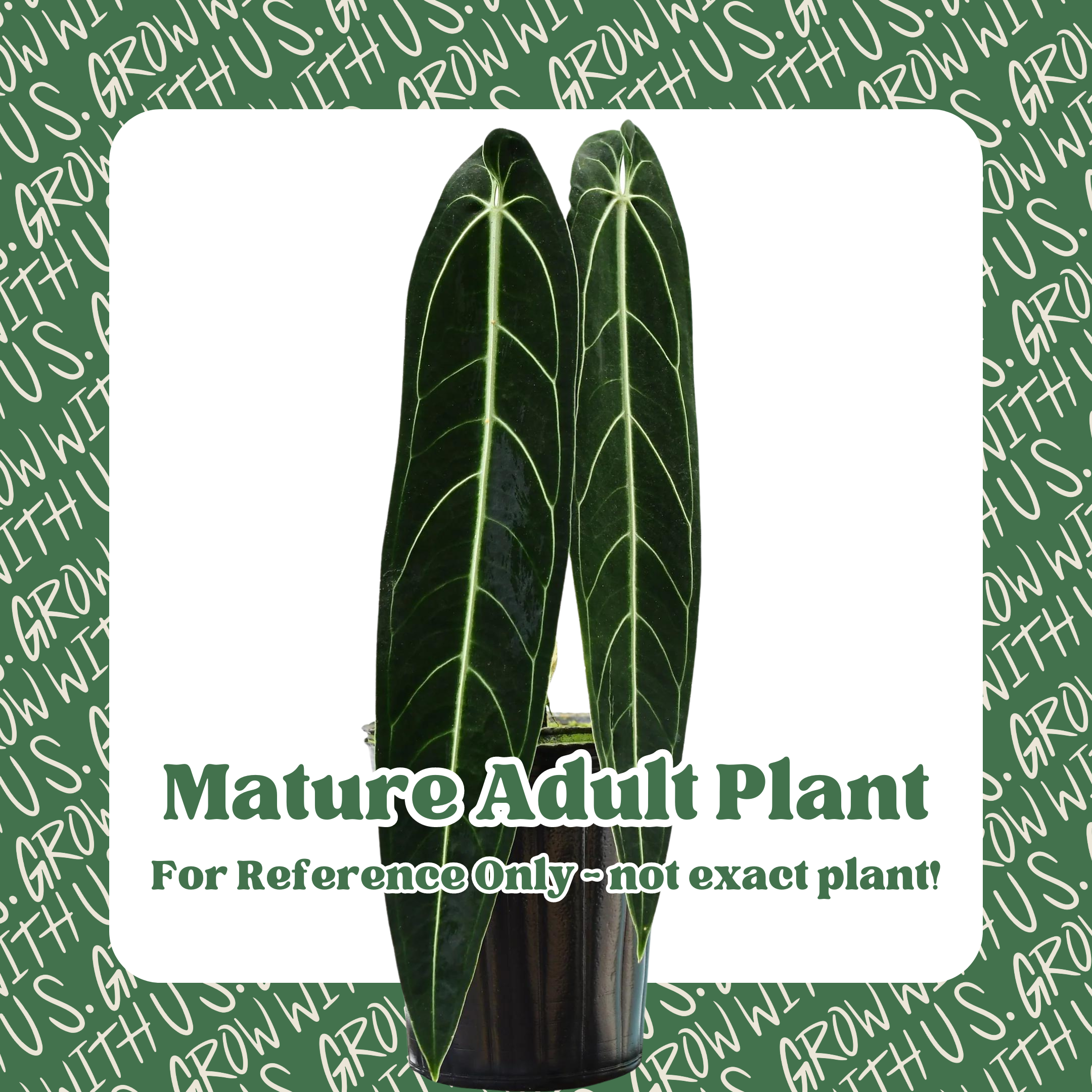 Anthurium Warocqueanum &