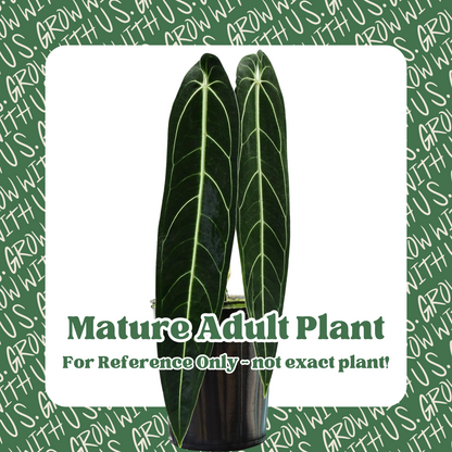 Anthurium Warocqueanum &