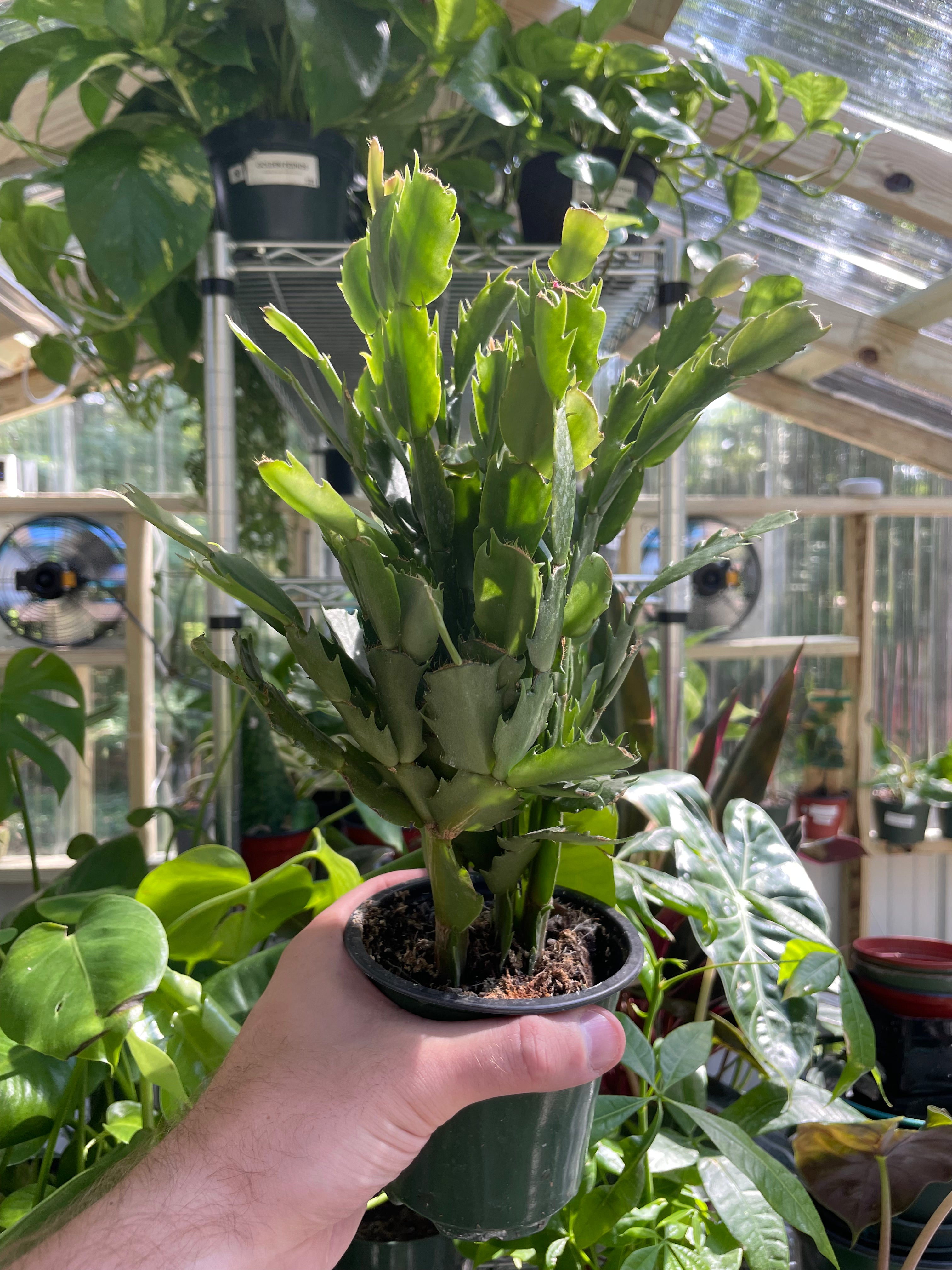 Schlumbergera &