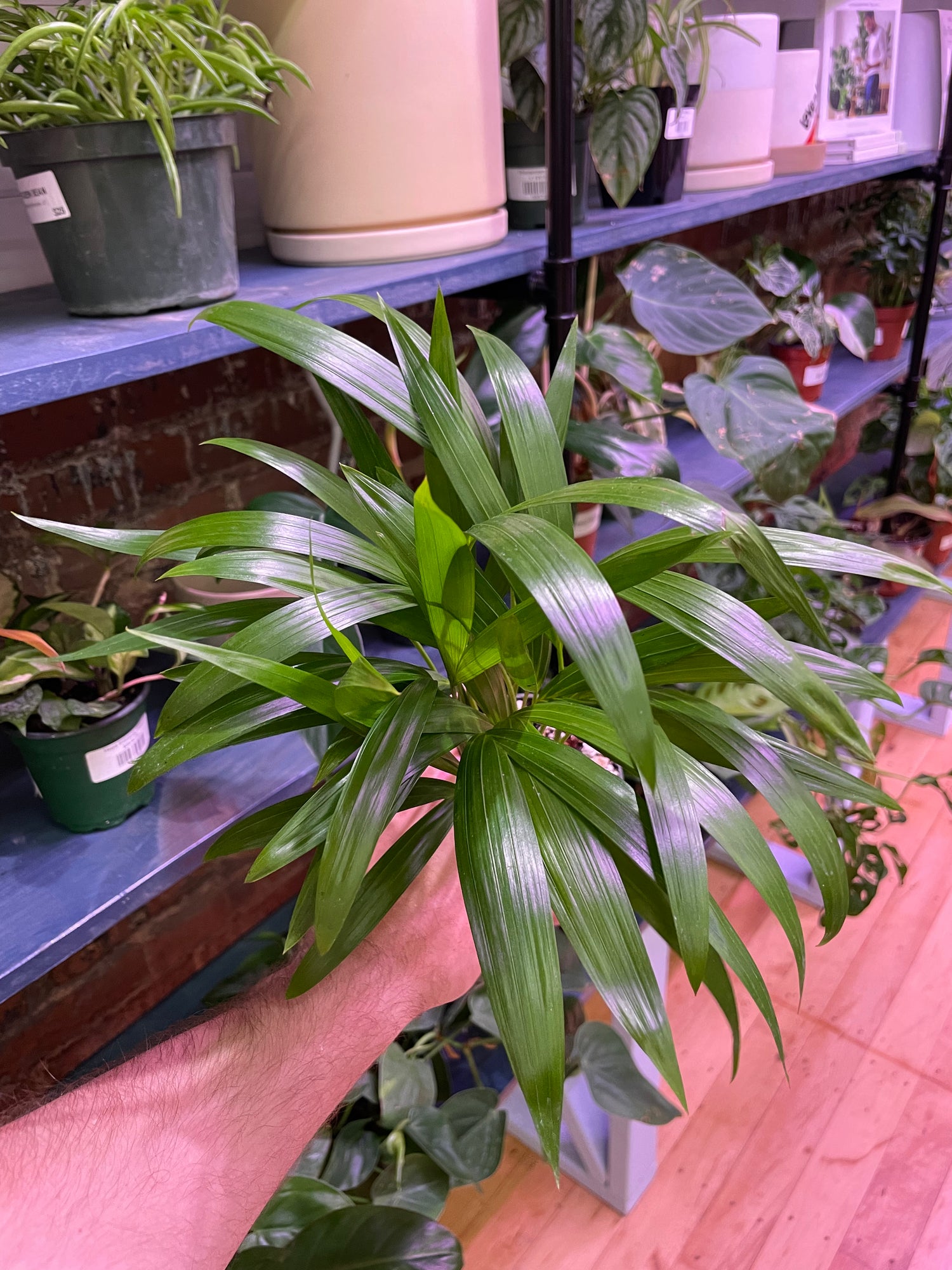Palm Areca