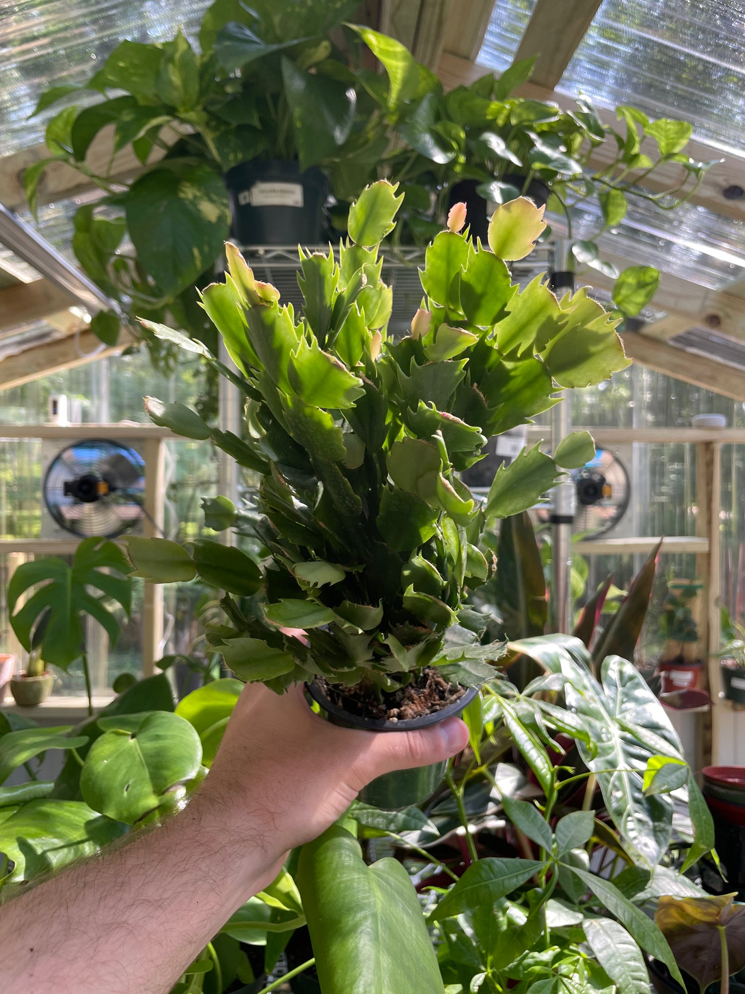 Schlumbergera &