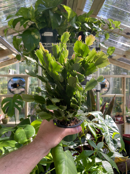 Schlumbergera &