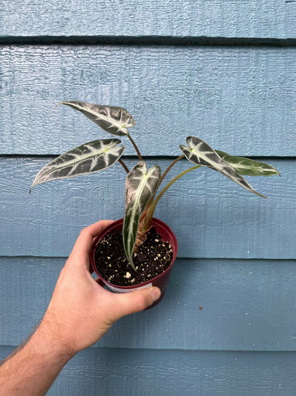 Alocasia Sarian