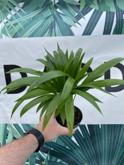 Palm Areca