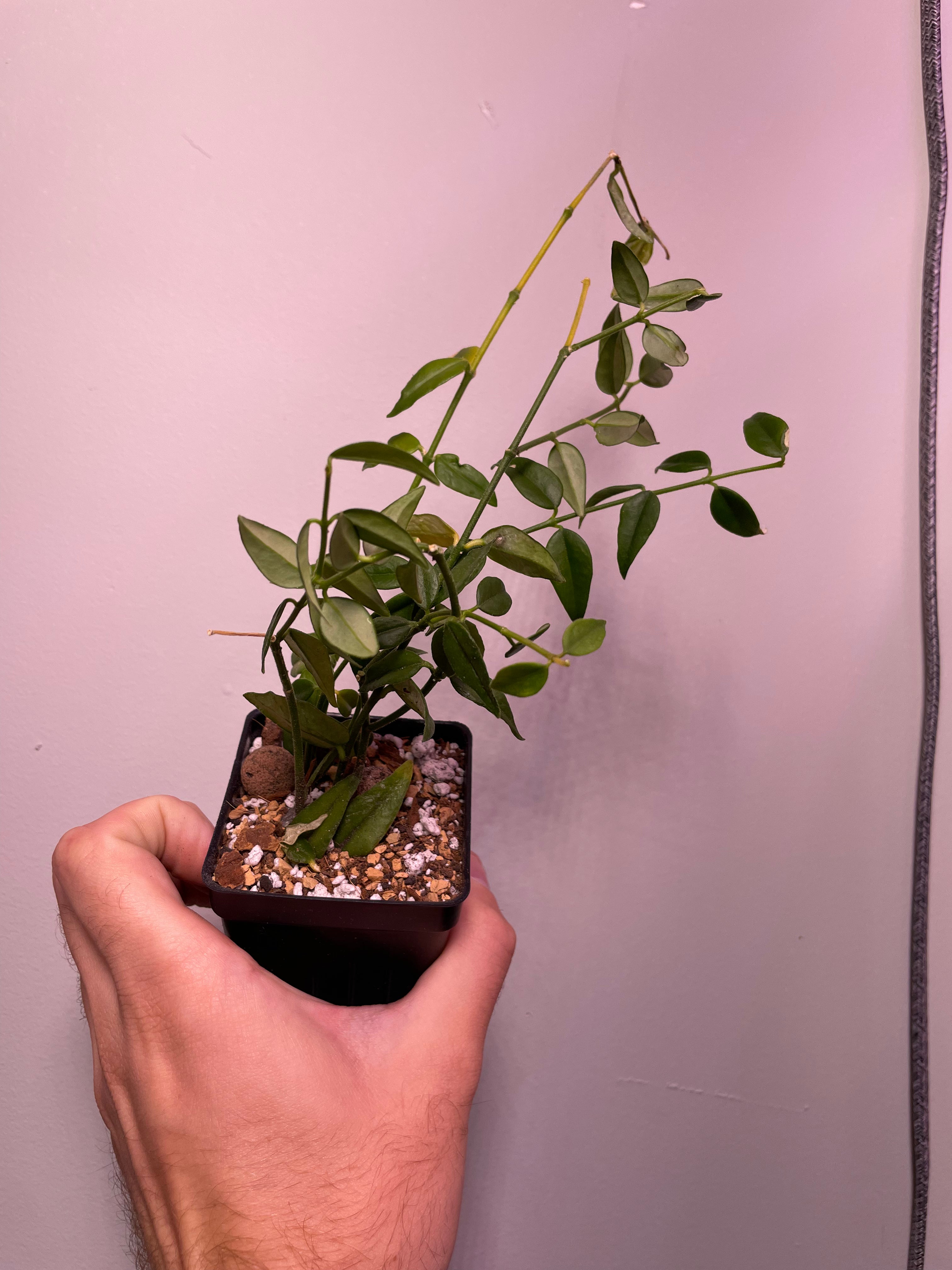 Hoya Bella