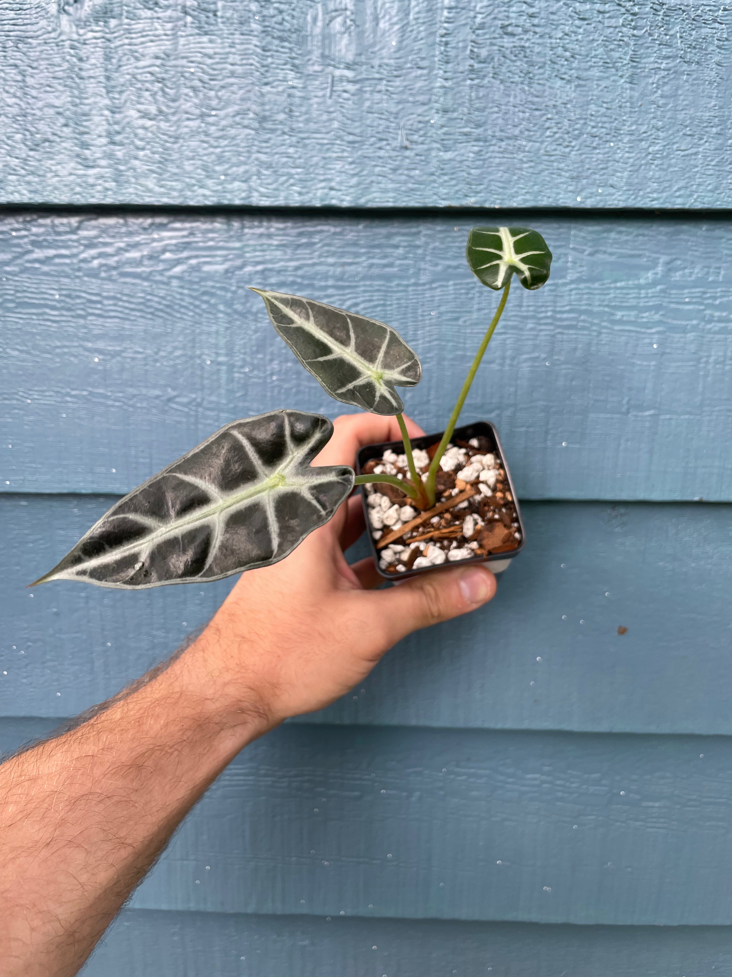 Alocasia Sarian