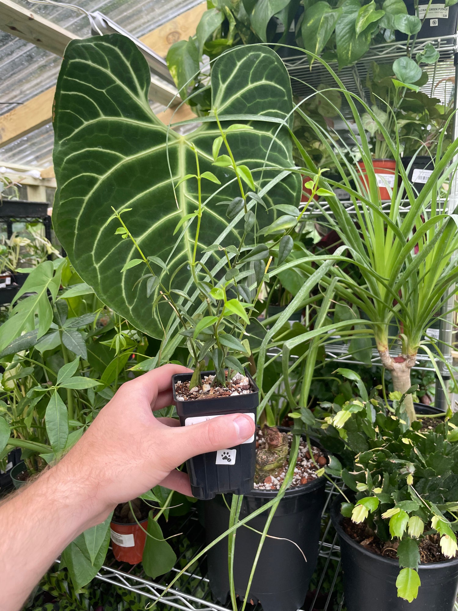 Hoya Bella