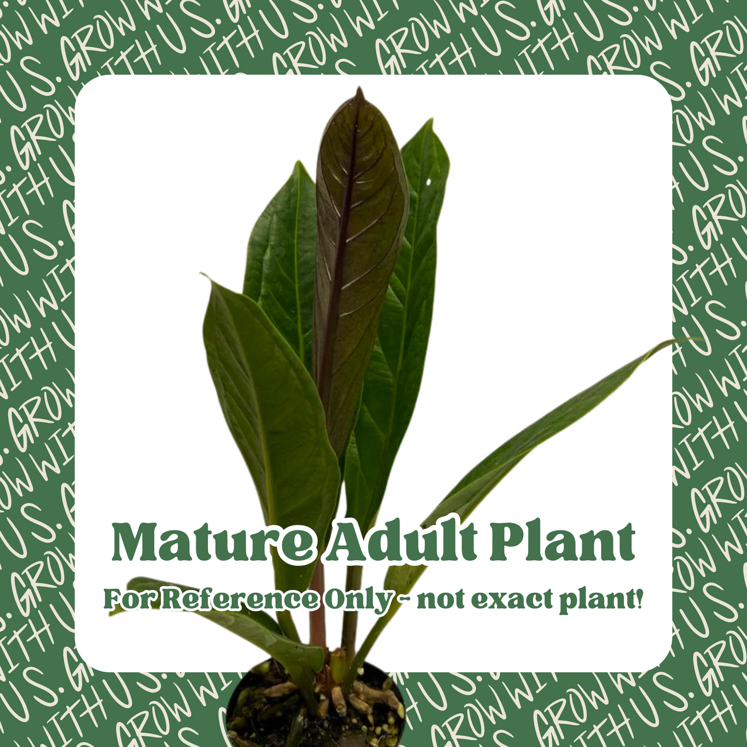 Anthurium Red Flag