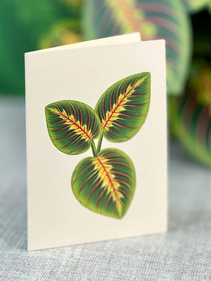 Pop-up Greeting Card