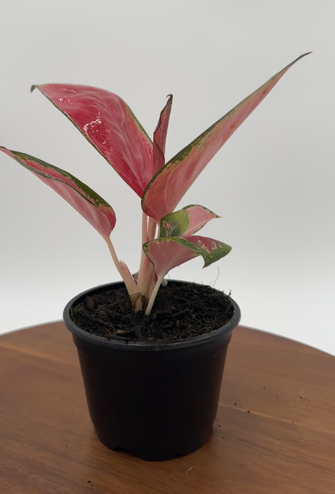 Aglaonema Red King