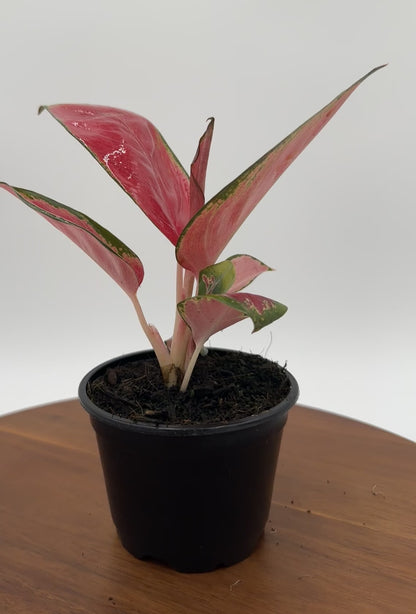 Aglaonema Red King