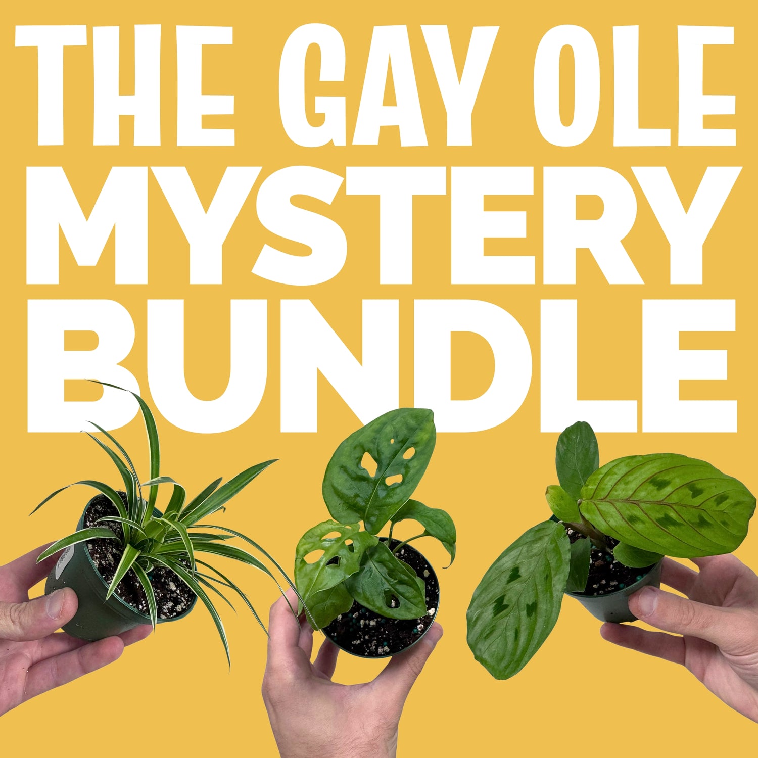 Three potted plants held by hands with &