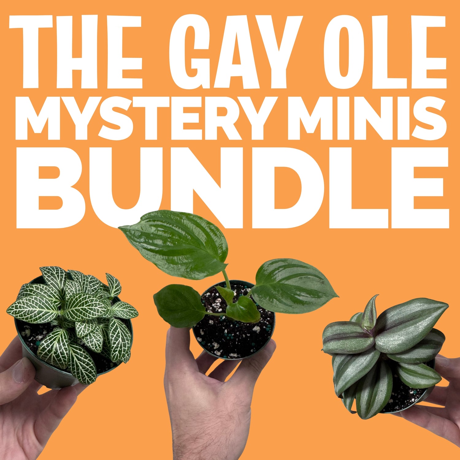 The Gay Ole Mystery Minis Bundle