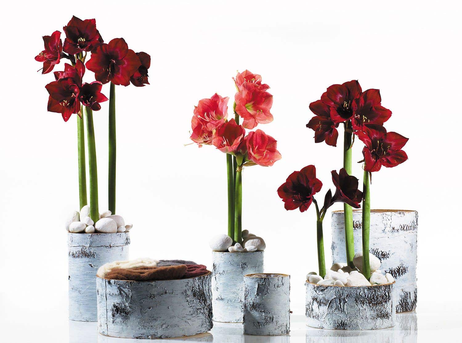White Birch Pot