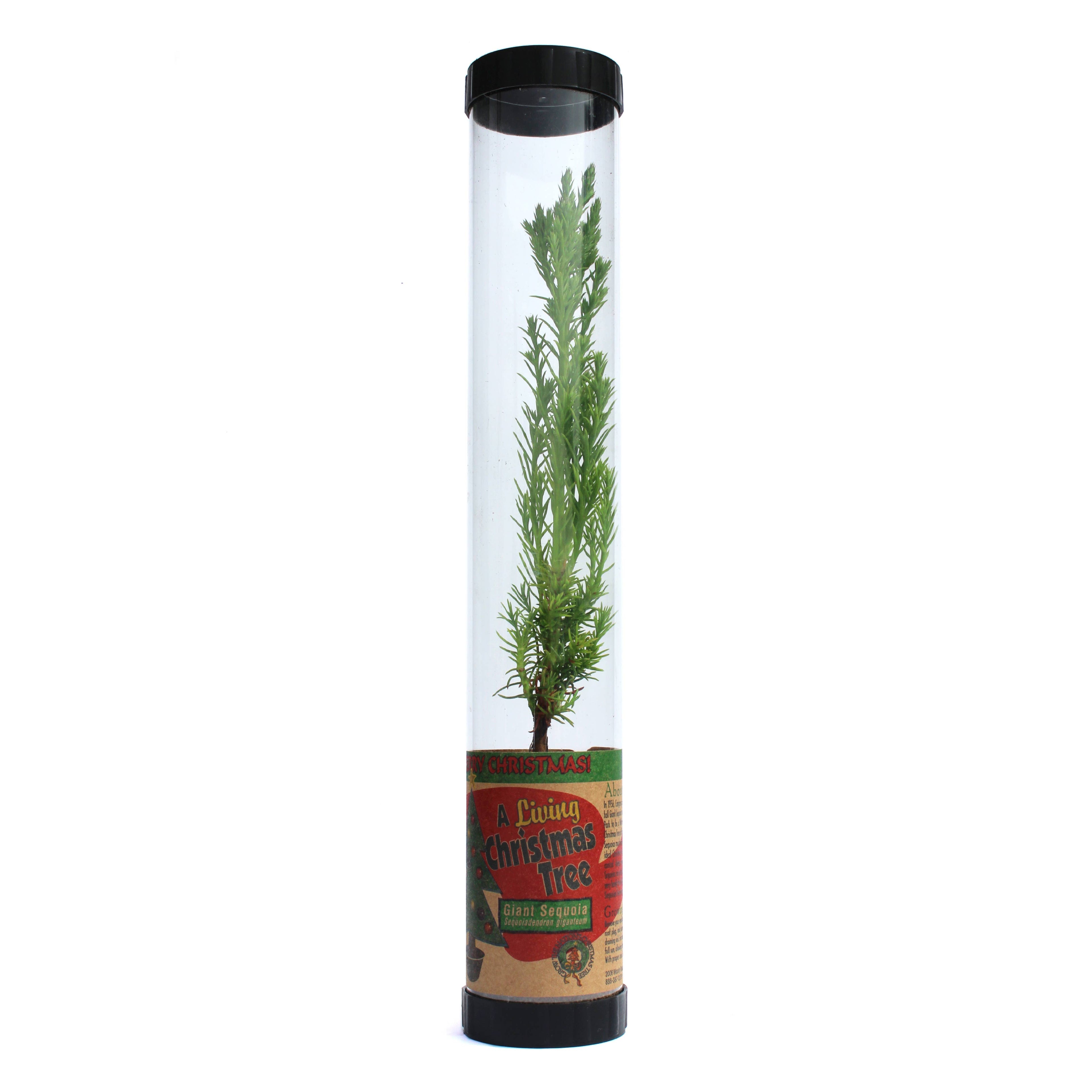 Living Christmas Tree
