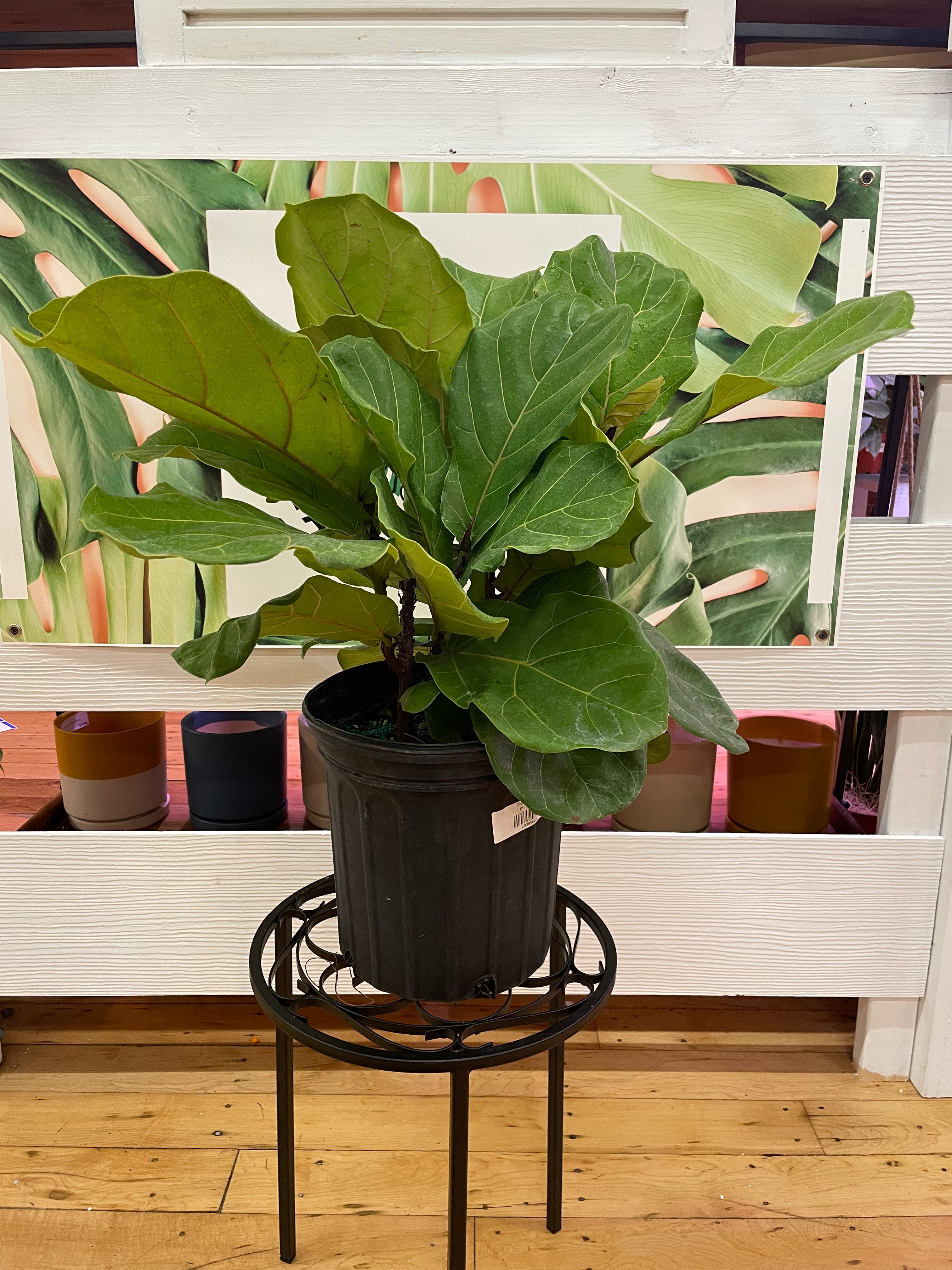 Ficus Lyrata ‘Fiddle Leaf Fig’