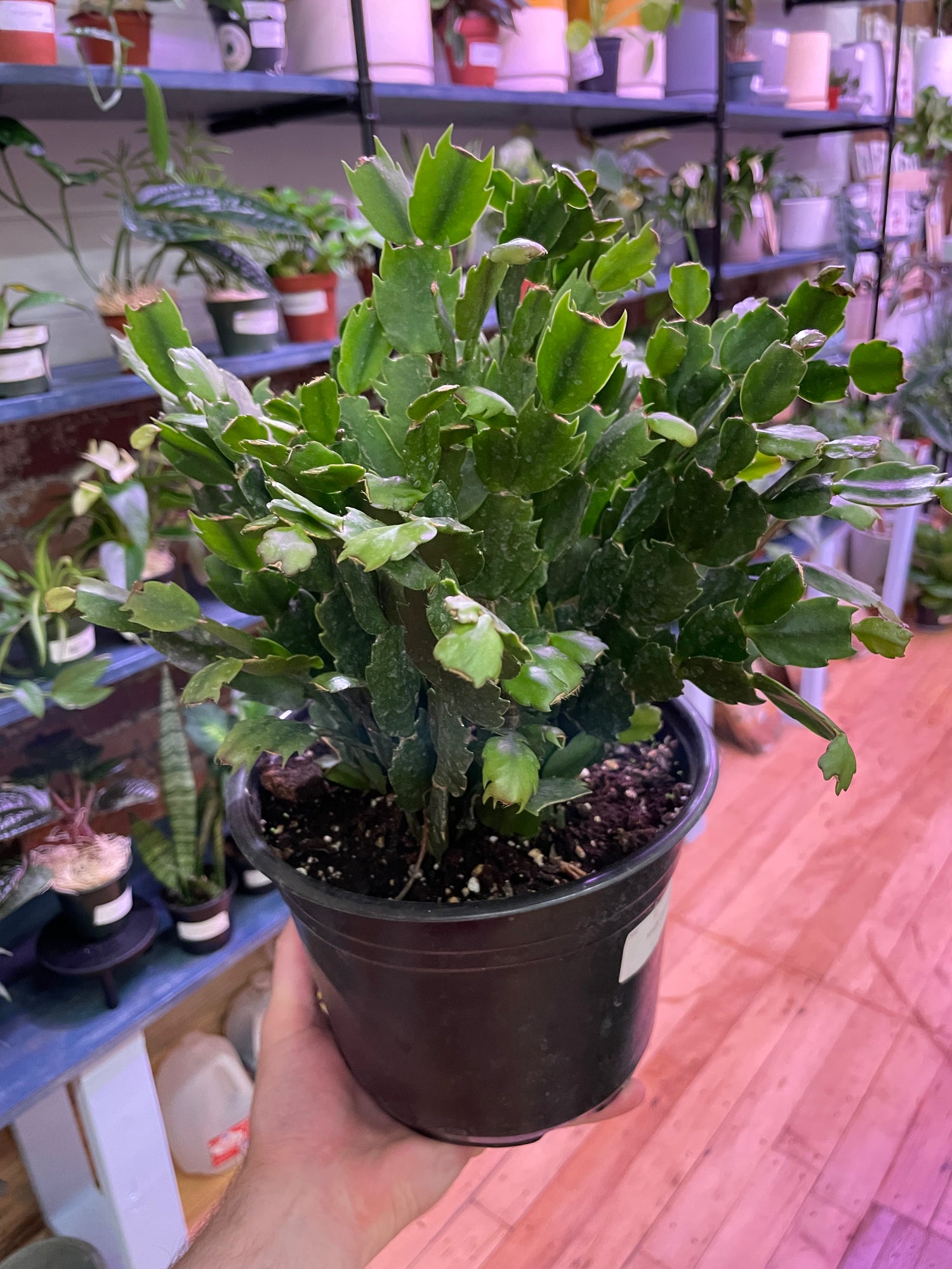 Schlumbergera &