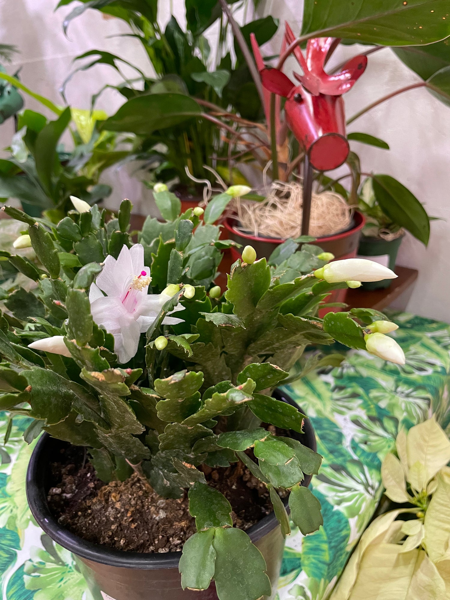 Schlumbergera &