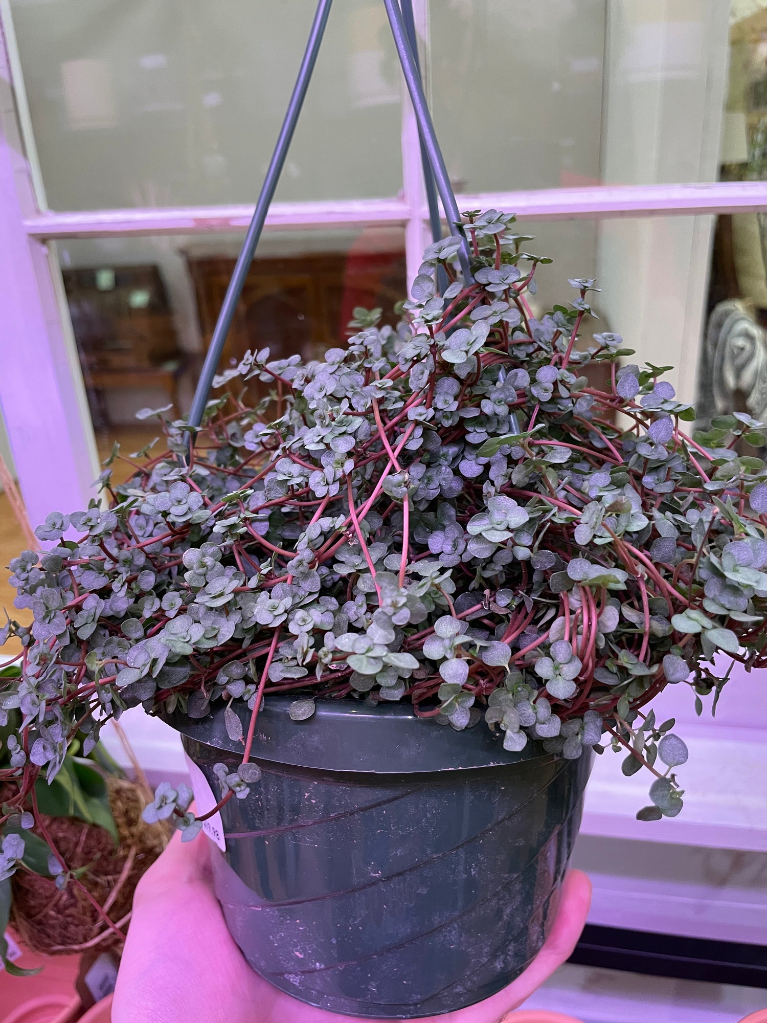 Nettle Silver Baby Tears