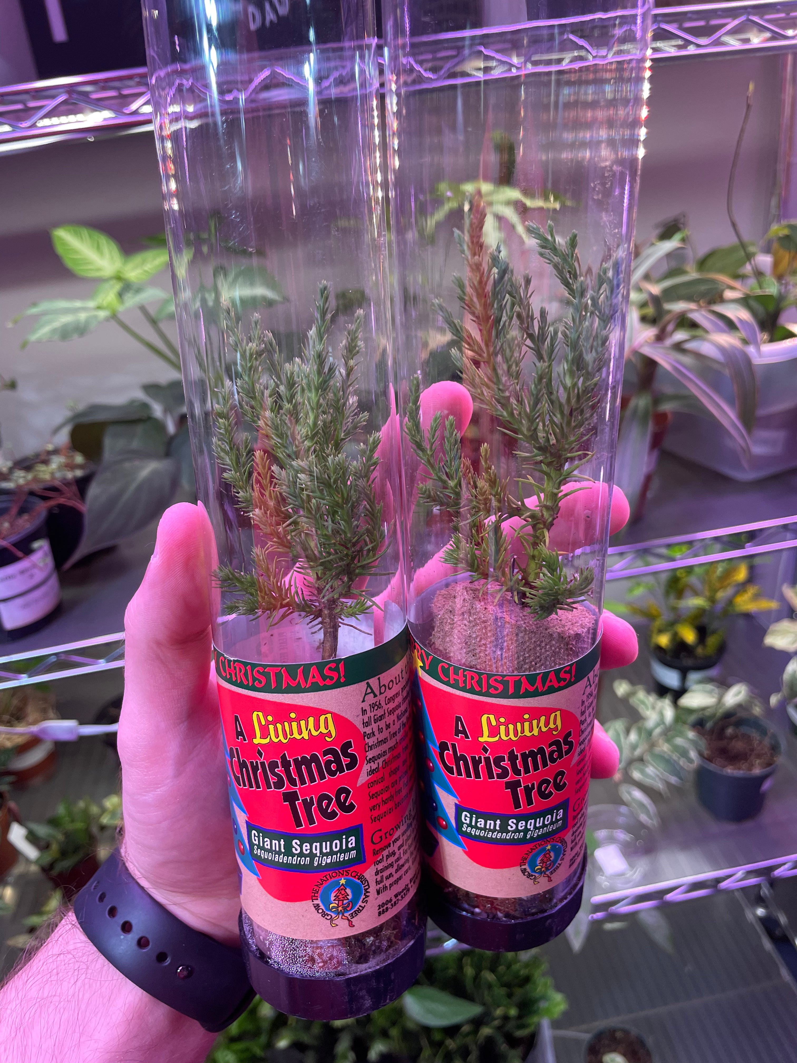 Living Christmas Tree