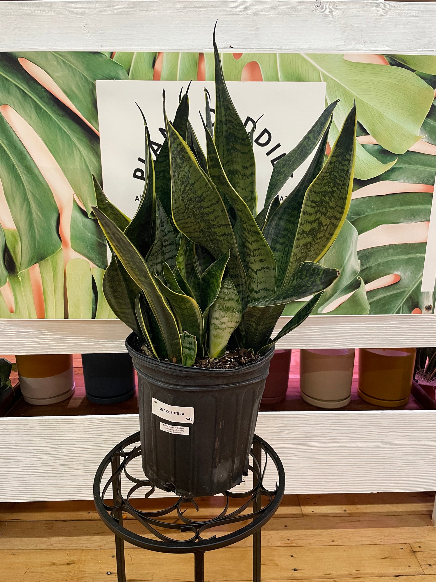 Sansevieria Superba