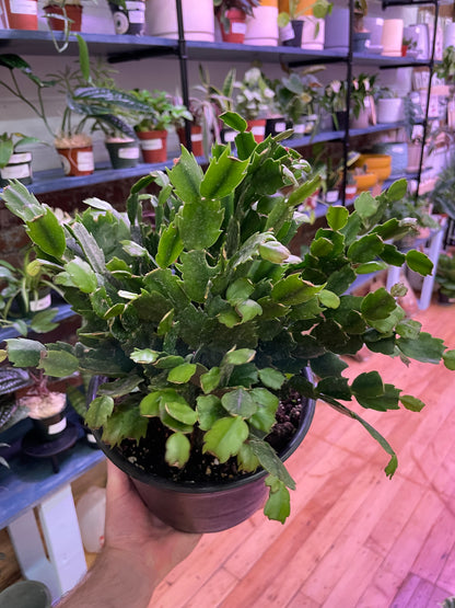 Schlumbergera &