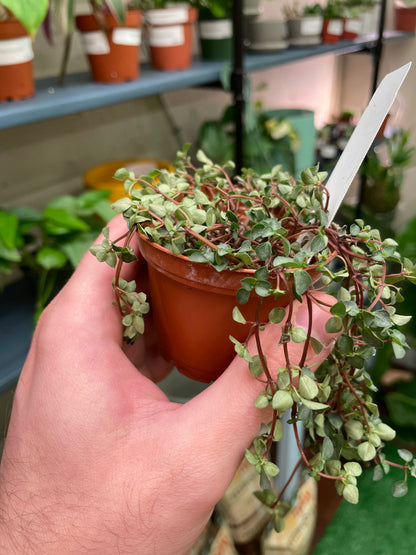 Nettle Silver Baby Tears