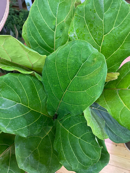 Ficus Lyrata ‘Fiddle Leaf Fig’